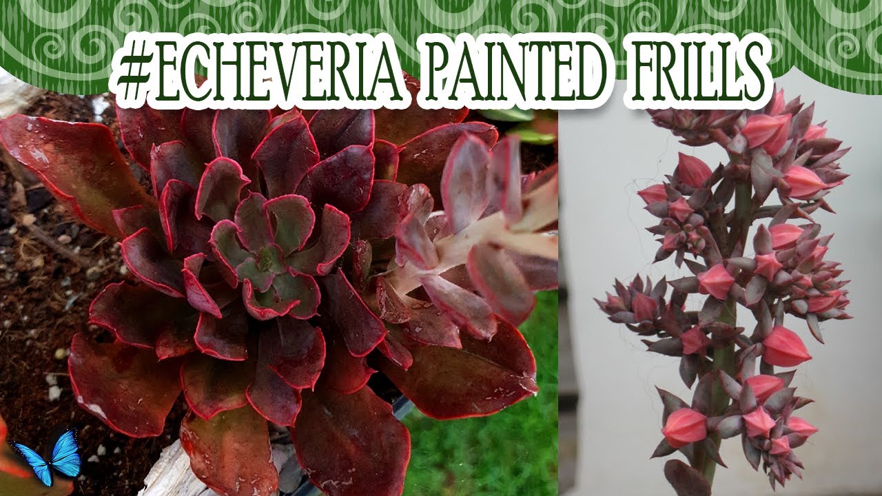 #Suculentadodia! | Echeveria Painted Frills