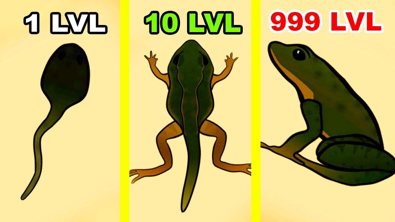 TaddyPole - Frog Evolution! This Is The Most Dangerous Pond on Earth for Tadpoles