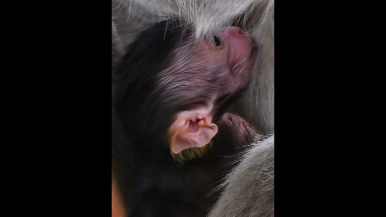 So adorable moments of baby monkey #babymonkeys #babyprimates #animals #adorablewildlife