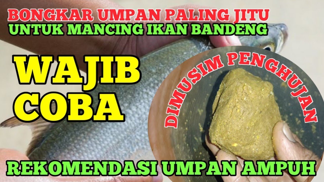 UMPAN IKAN BANDENG TAMBAK PALING JITU || UNTUK MUSIM PENGHUJAN