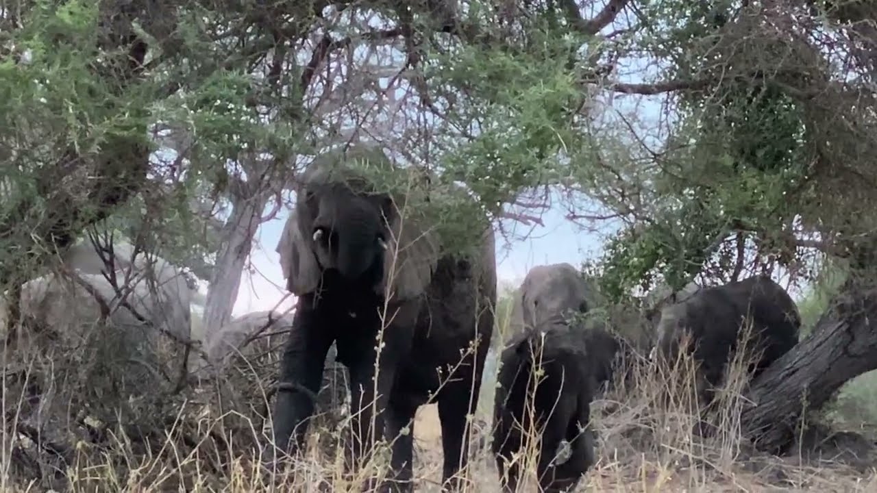 Tent Camping in Tarangire National Park, Tanzania, Africa. First morning waking up.
