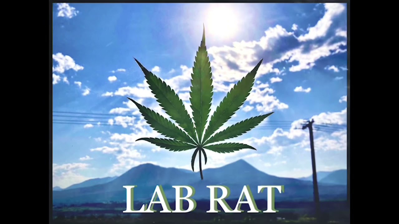 B&ocirc;H - Lab Rat (feat. dombaron)