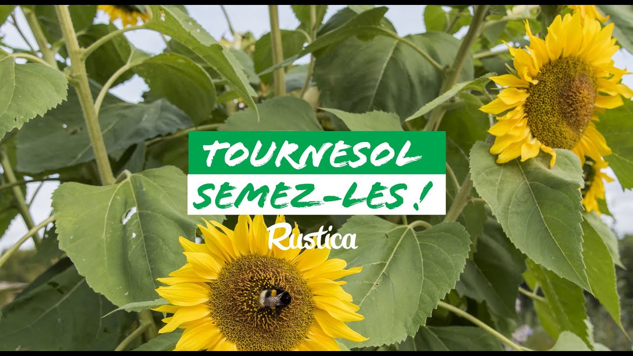 Réussir le semis de tournesol d'ornement