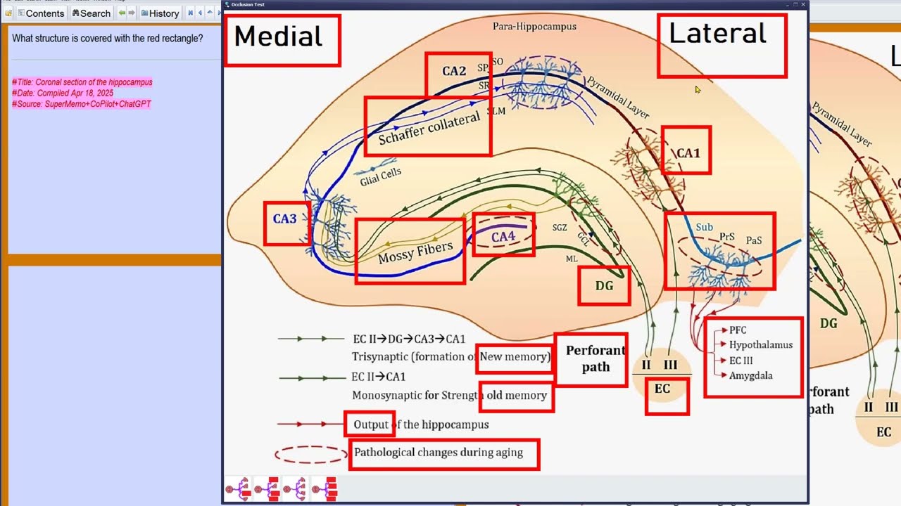 Learning the anatomy of the hippocampus with occlusion tests and neural review in SuperMemo 19