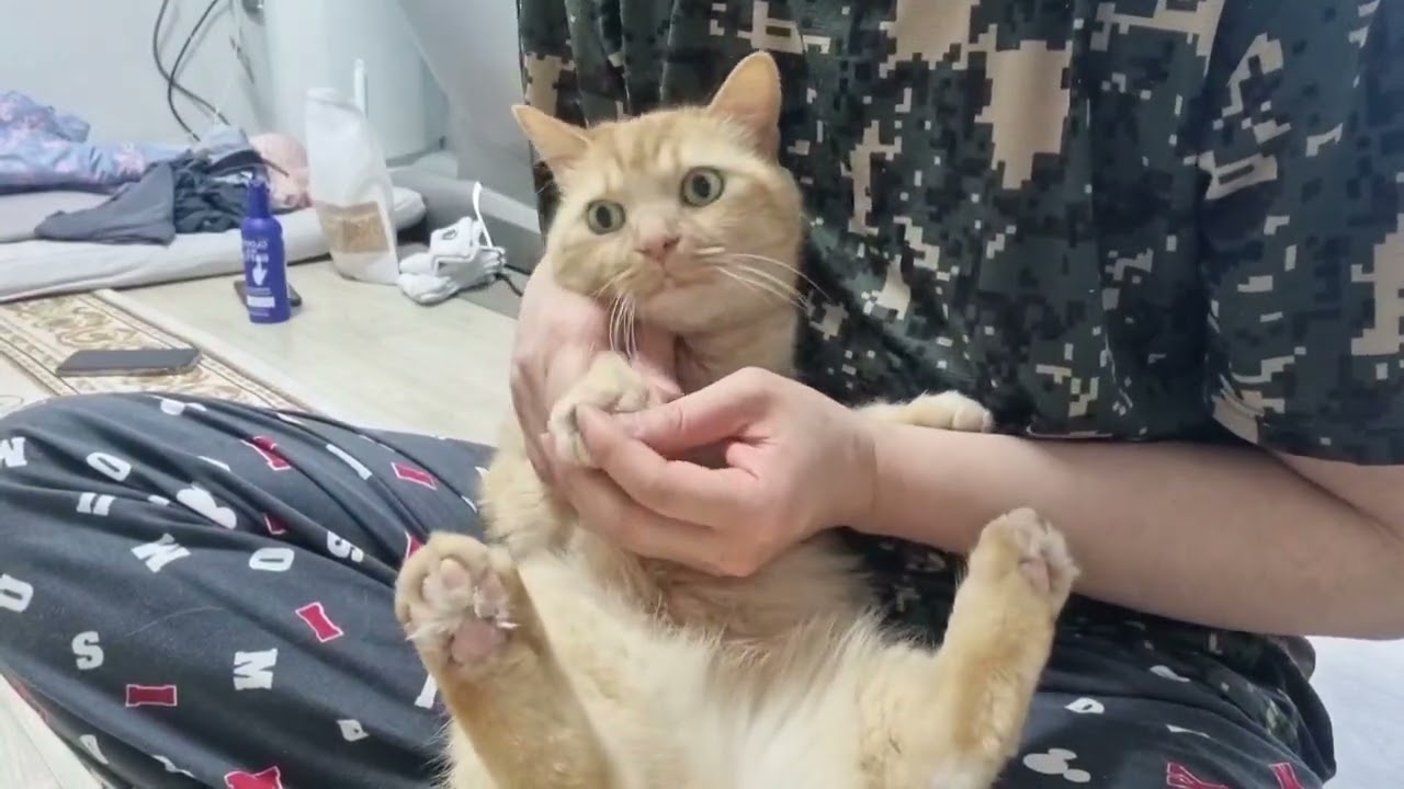 cat nail care