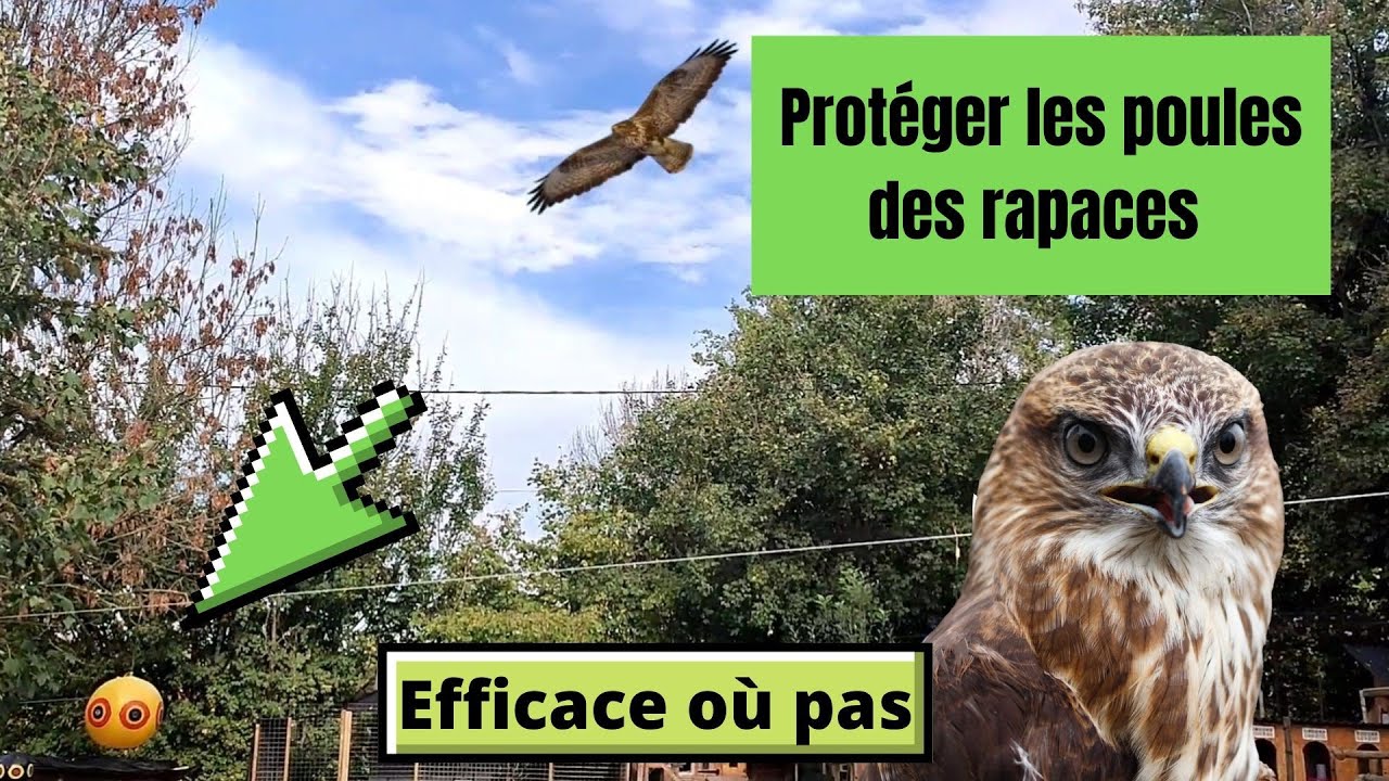 Attaques de rapace sur les volailles comment les proteger