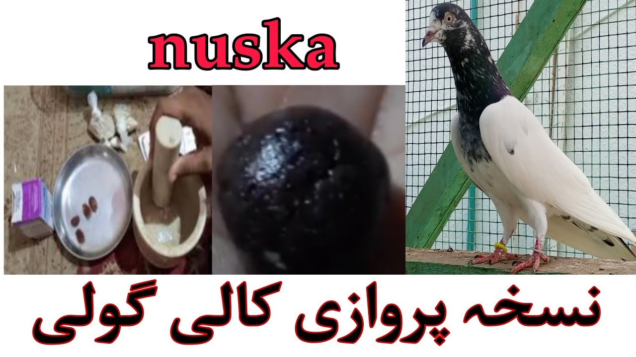 perwazi kali goli sham tak kabootar ko uray
