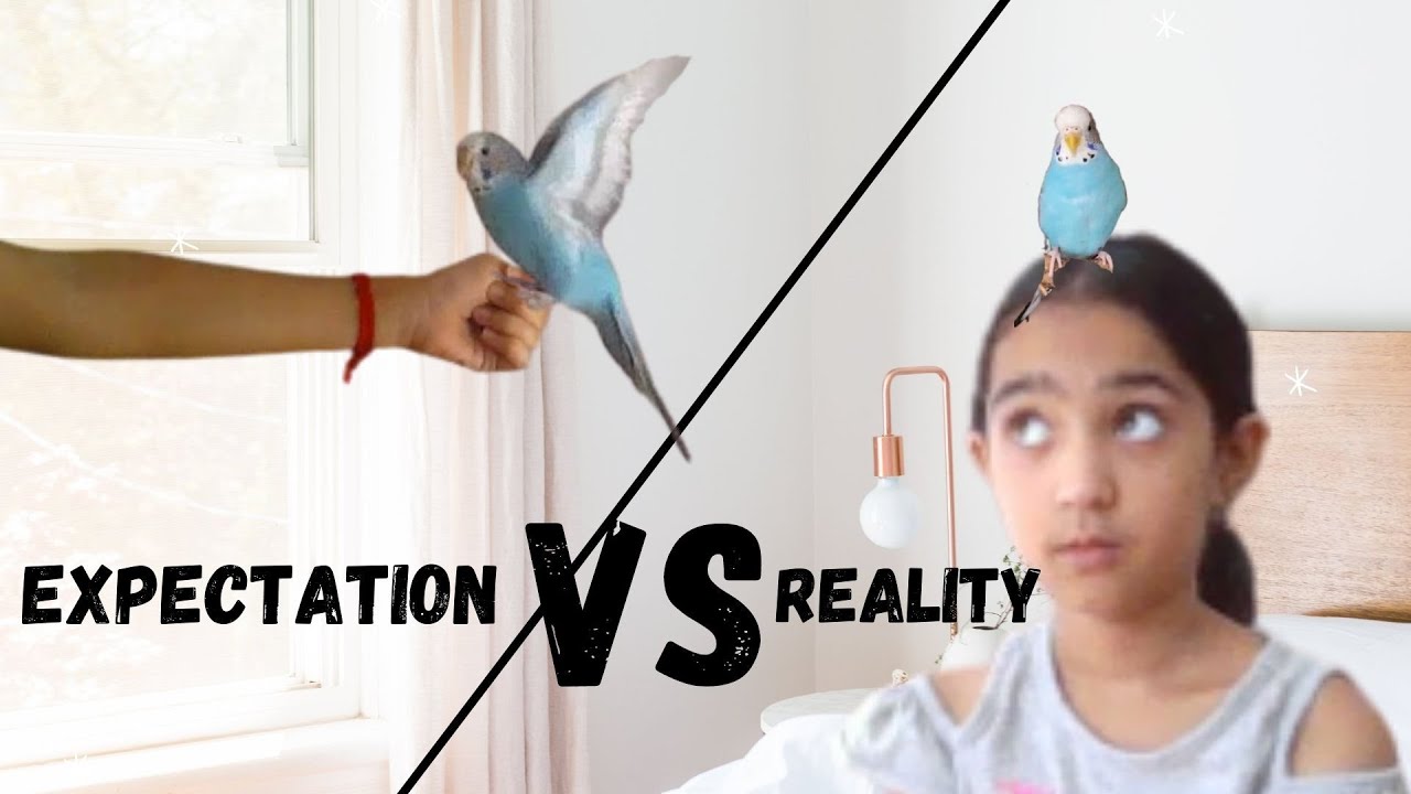 Expectation VS Reality of owning pet birds |Bird edition|How owning birds is REALY like
