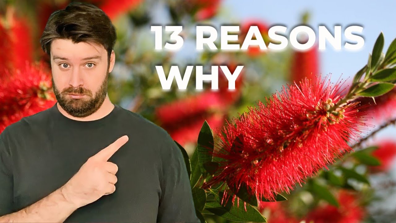 Why won't your Aussie native plant flower?