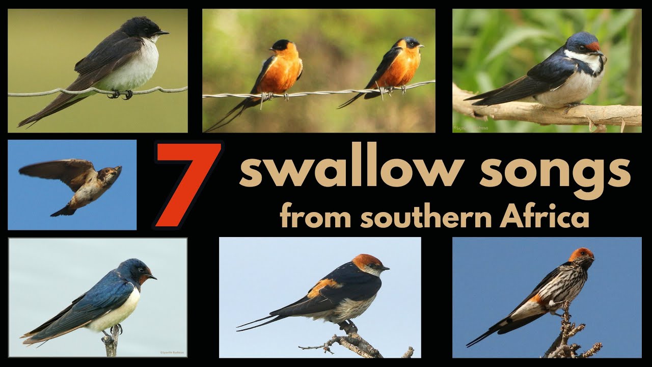 7 SWALLOW SONGS from southern Africa