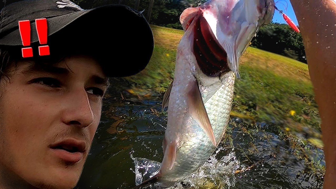 JE ME BAGARRE AVEC UN TARPON, COMME @Cyril Chauquet !! Street-fishing en Guyane 2/2