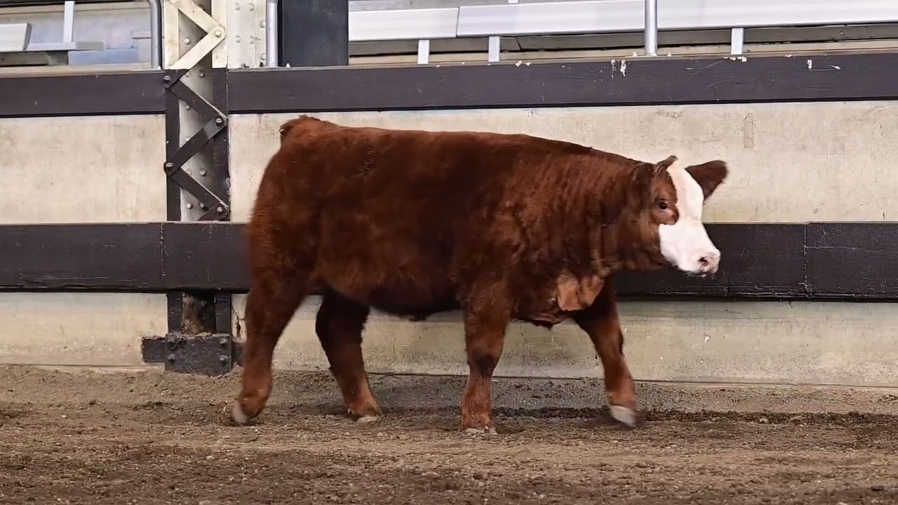 Simmental Lot 44
