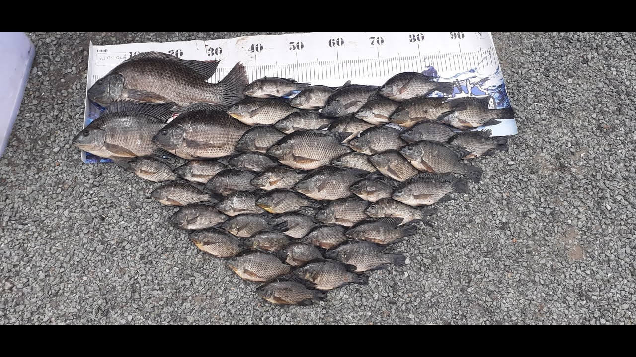 Wyaralong Tilapia Pest Fish