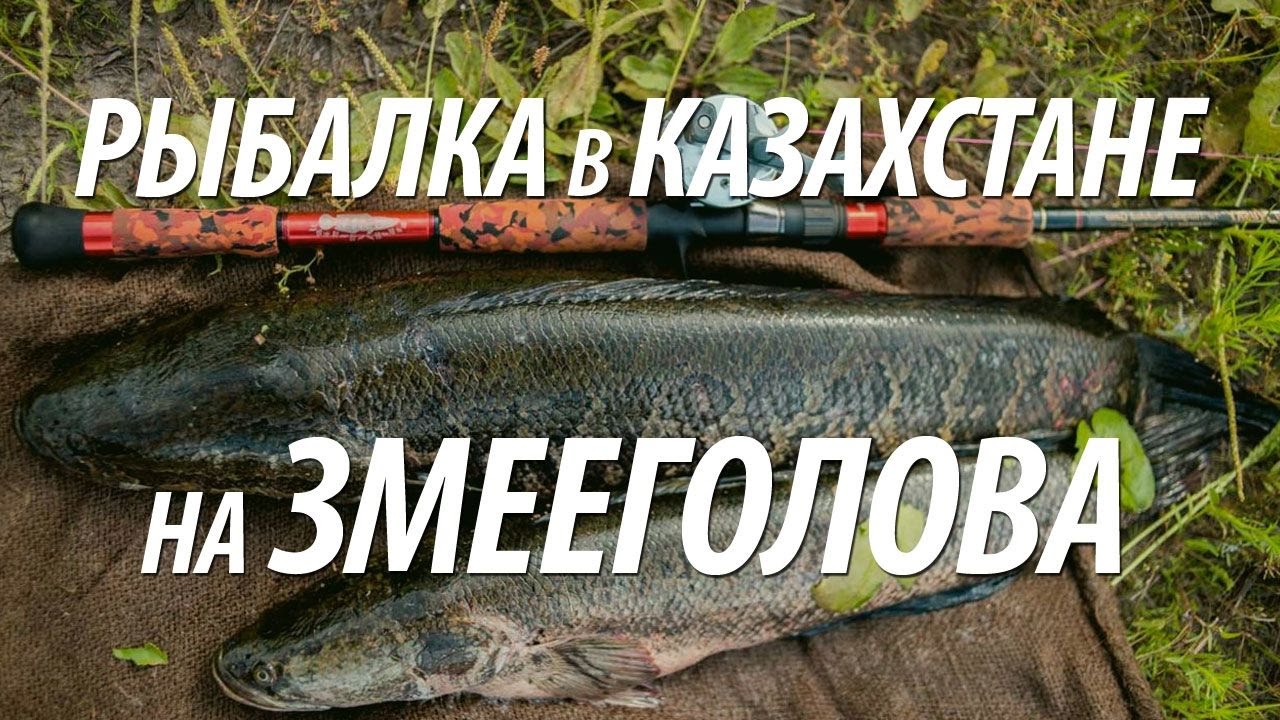 КАК ЛОВИТЬ ЗМЕЕГОЛОВА НА ЛЯГУШКУ НЕЗАЦЕПЛЯЙКУ. СПИННИНГОВАЯ РЫБАЛКА В КАЗАХСТАНЕ