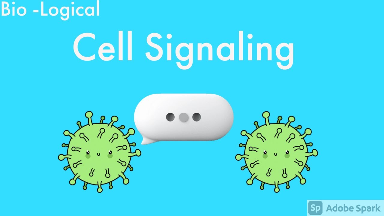 Cell Signaling, Local and Long Distance Signaling Explained.