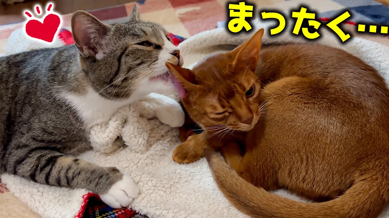 何故かめちゃくちゃ仲がいい実家の猫たちの日常がラブラブすぎる。