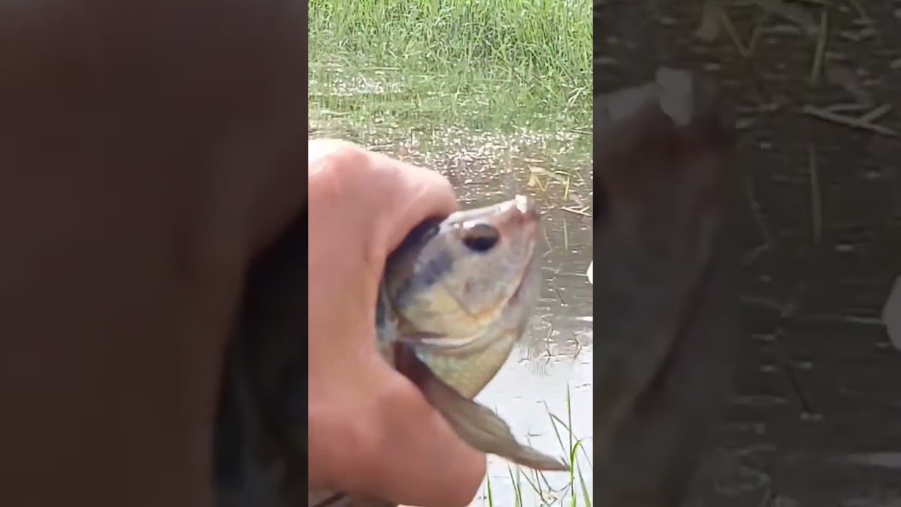 IKAN SEPAT TERBESAR KALIMANTAN#shorts