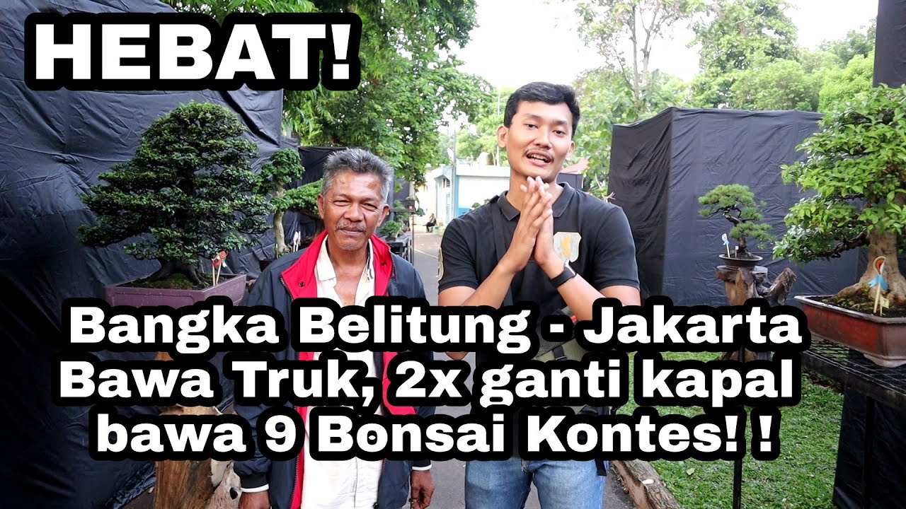 Pak Asmawi JAWARA BANGKA ikut kontes nasional di Jakarta, BONSAINYA NGERI!