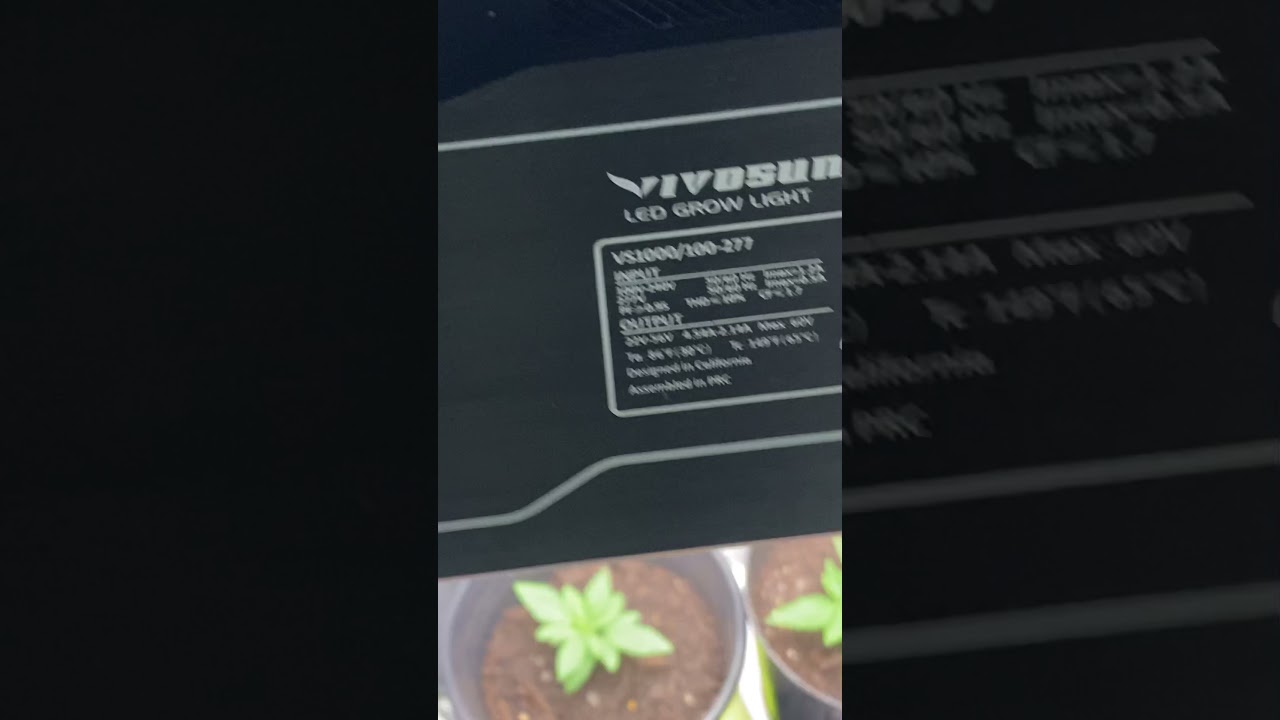 Clearwater genetics in my Vivosun grow tent looks amazing