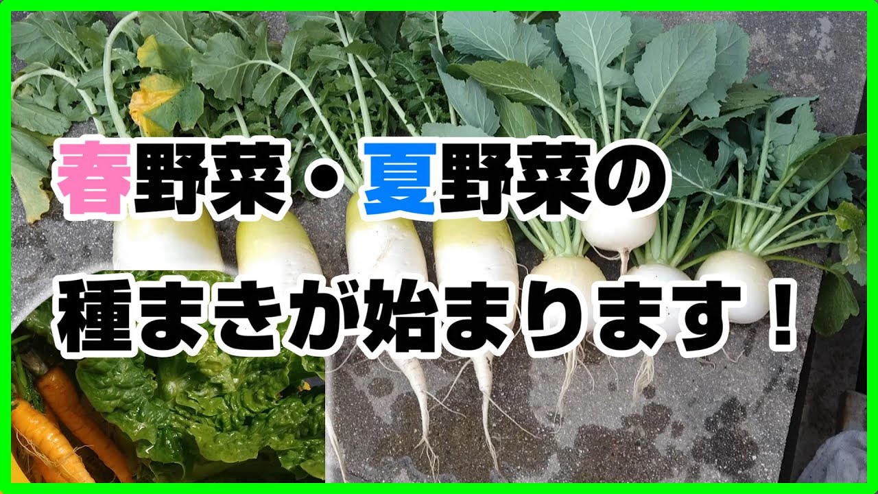 #79 春野菜・夏野菜の種まきが始まります。３月種まき野菜～栽培野菜の様子～【プランター／植木鉢】【カルスNC-R／土作り／堆肥化】