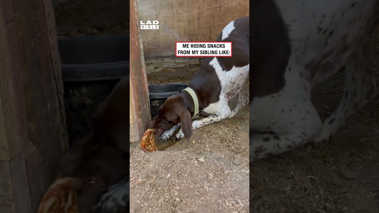 Я прячу закуски от своего брата или сестры, вот так: (🎥: ViralHog)
