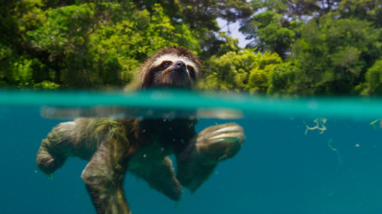 Sloth Can Swim