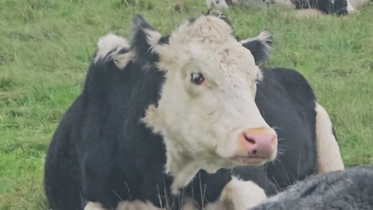 8K cows in the field with hill near Clevedon 15th of November 2025