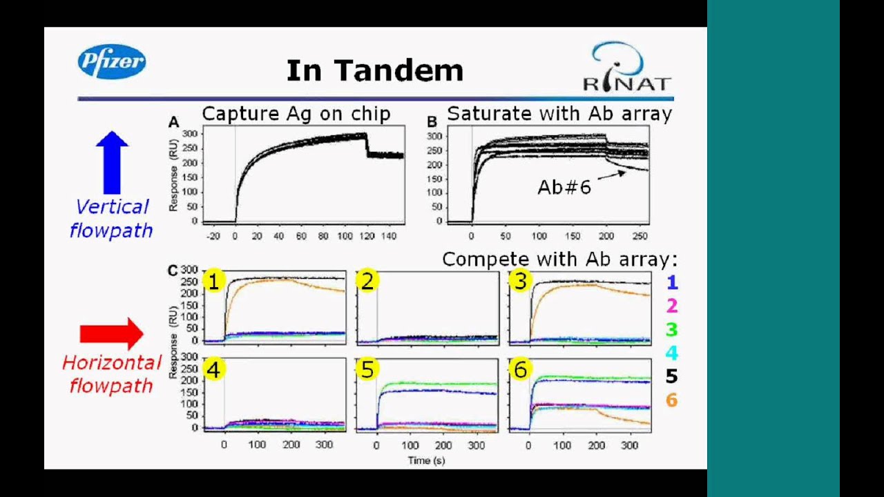Epitope Binning Using the ProteOn&trade; XPR36 Protein Interaction Array System