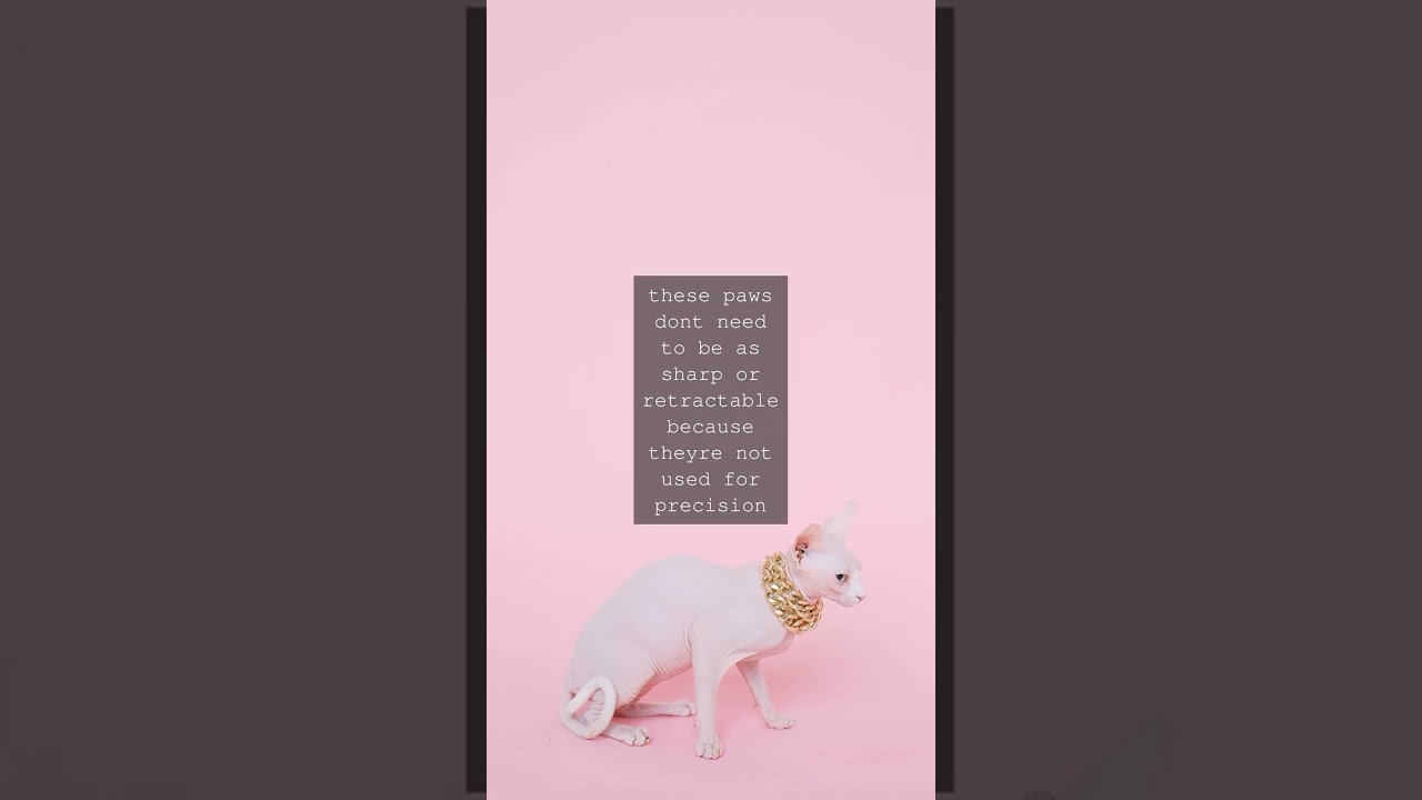 The Feline Enigma Unraveling the Mystery of Cat ClawsAs cat owners and enthusiasts weve...