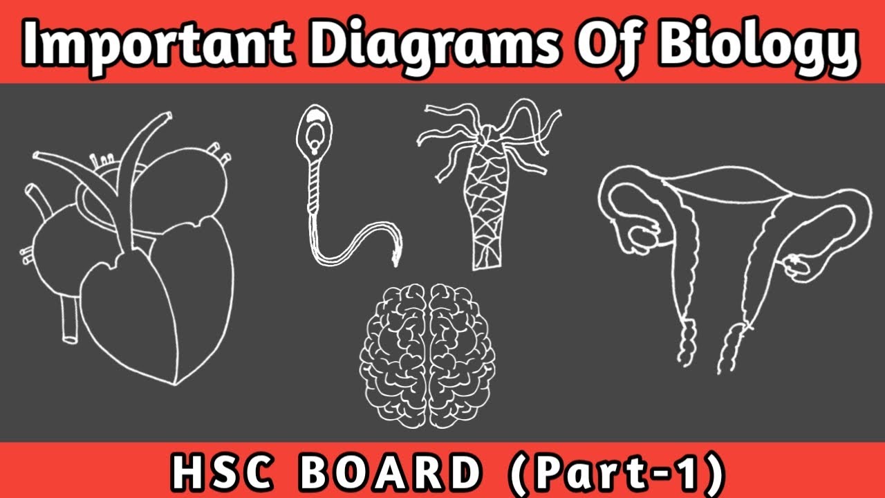 Important Diagrams of Biology | Biology  | Class 12 | HSC Board | Digambar Mali | Part 1