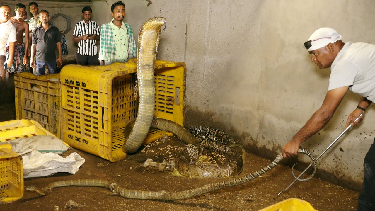 घर में छिपे विशाल किंग कोबरा का बेहद खतरनाक रेस्क्यू,कमजोर दिलवाले ना देखें Huge KING COBRA rescue