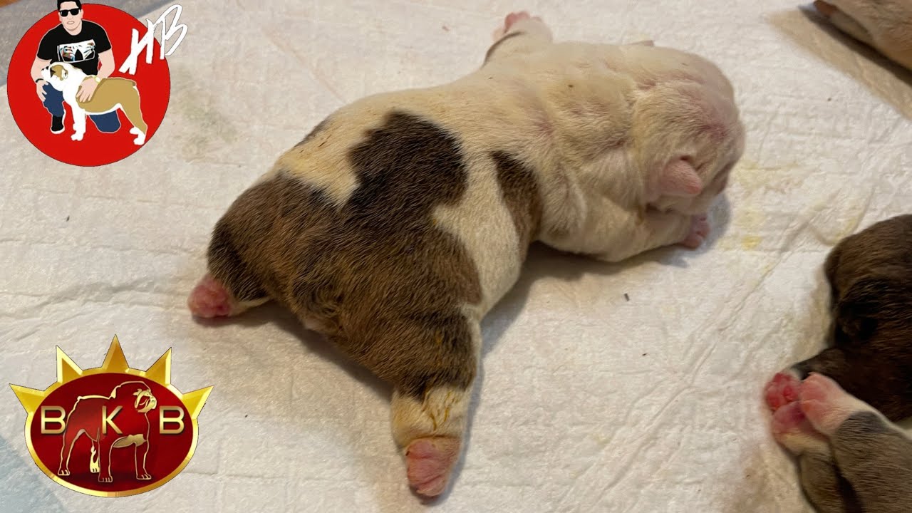 Patitas chuecas en cachorros Bulldog Ingles Recién Nacidos!!