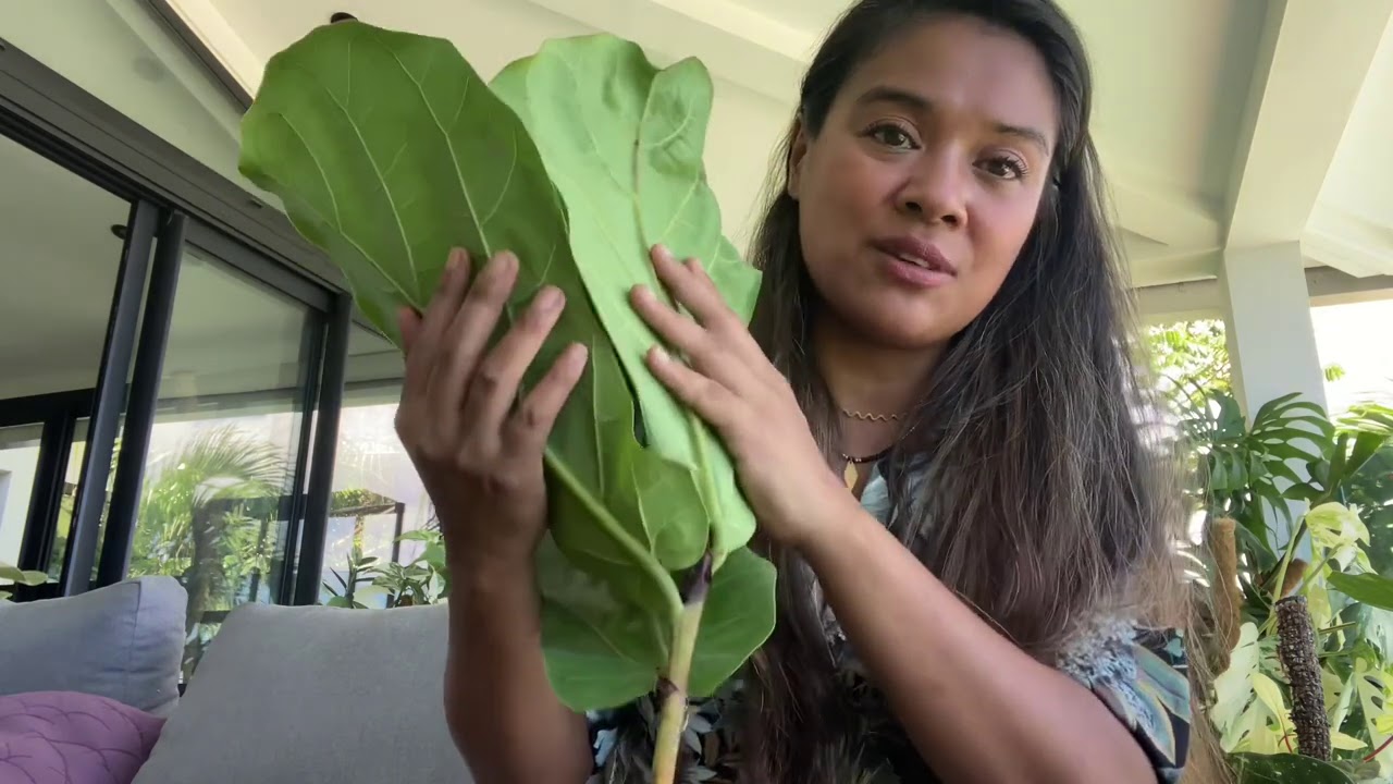 Le bouturage des plantes ligneuses ( en full vermiculite)