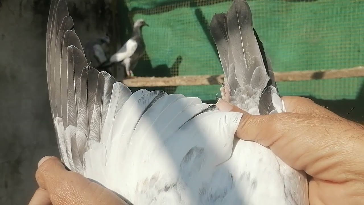10 بچے 110پرسنٹ گارنٹی واے 15 پر 03485914506 #miangpigeon 