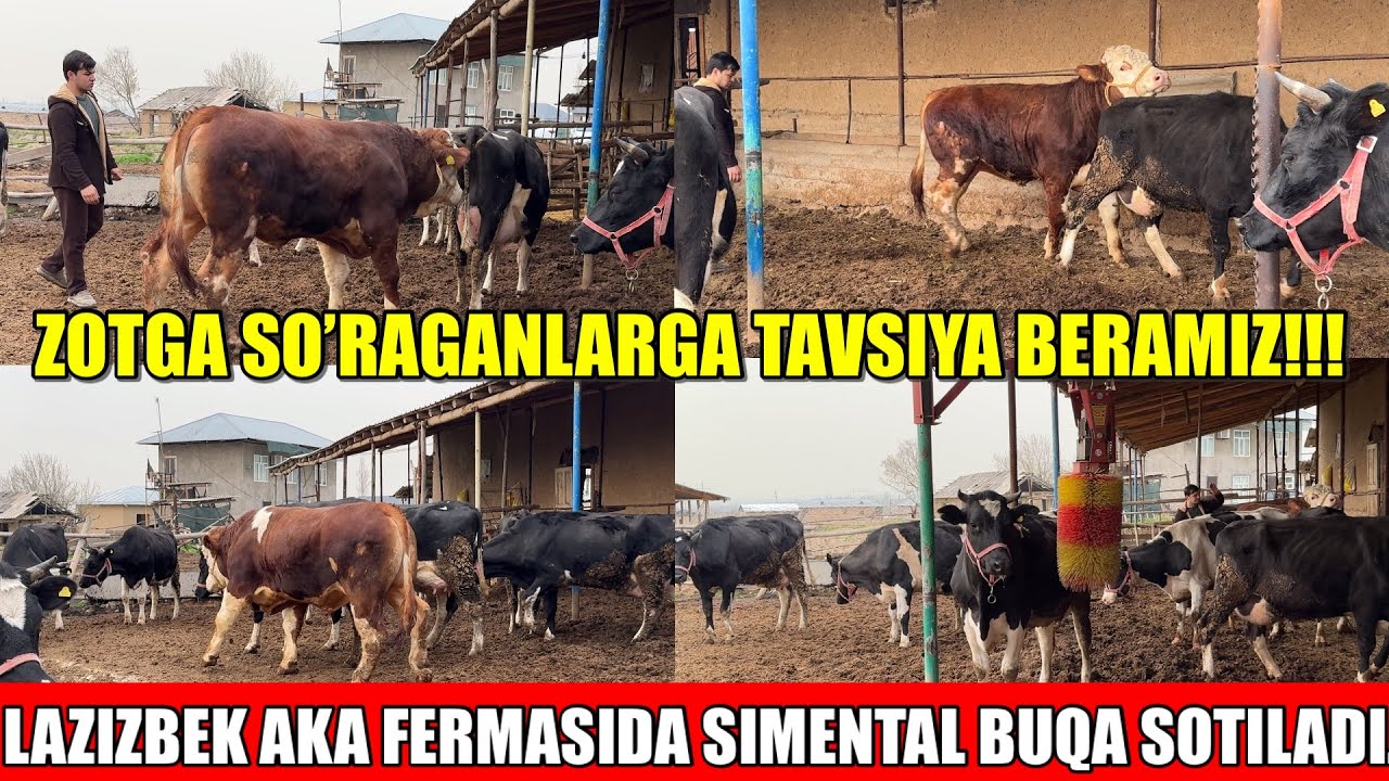LAZIZBEK AKA FERMASIDA SIMENTAL BUQA SOTILADI.