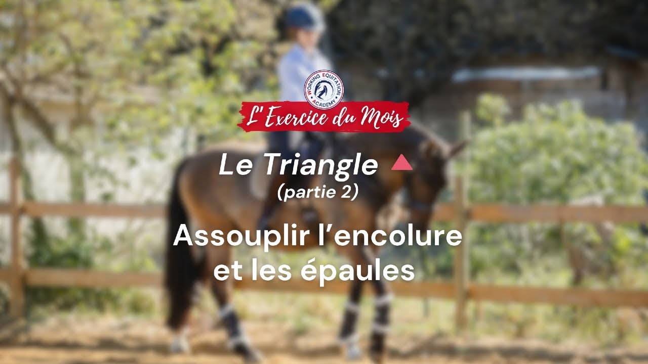 Échauffement cheval : libérer les épaules