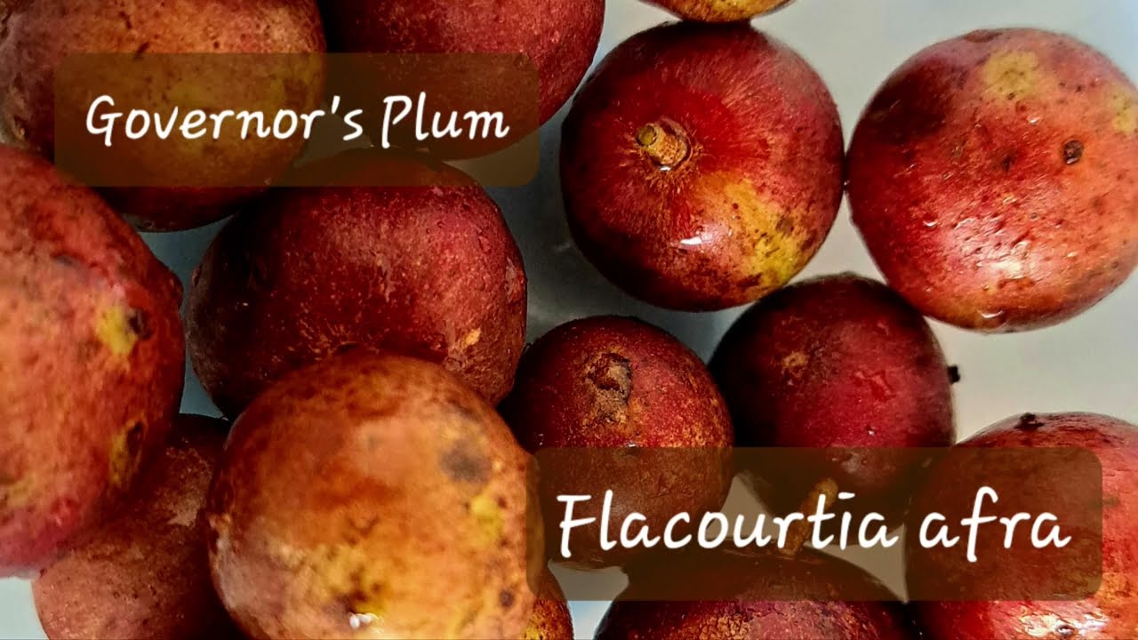 #Tropical #Fruit Tastes || Governor's Plum