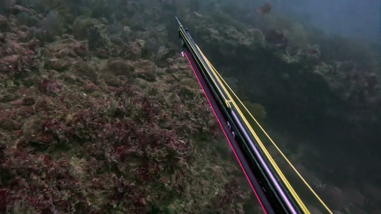 Grouper EVERYWHERE - and a surprise guest!