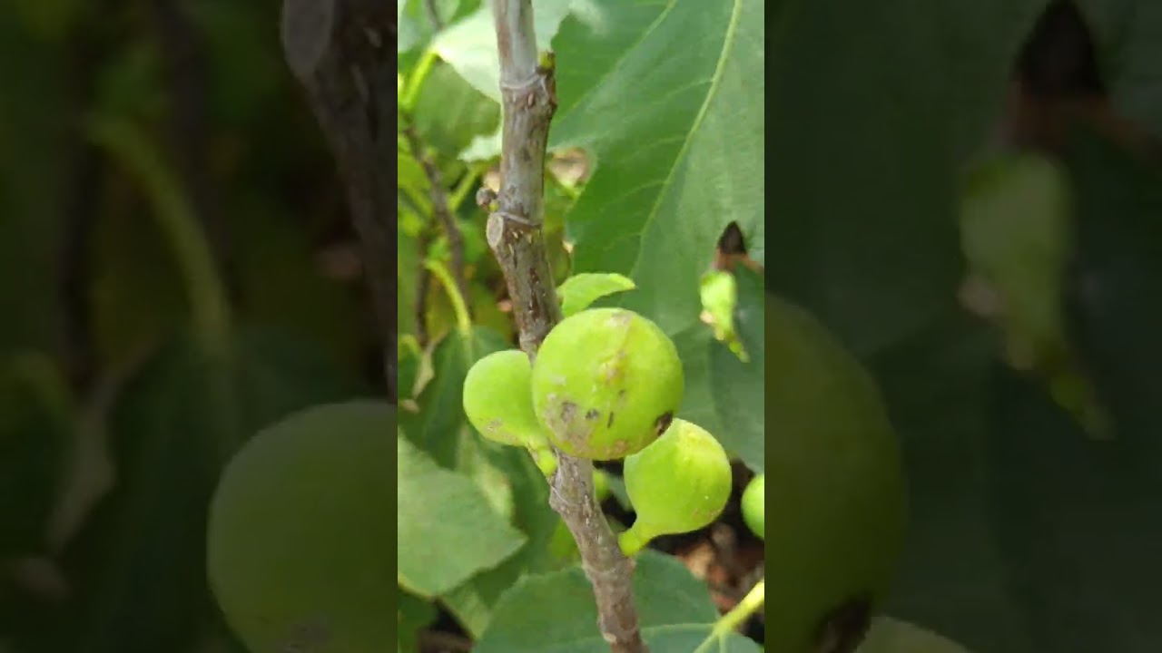 all mix fruit plant low price baggh lwaon lyi sampark kro New Chandigarh nursery dhuri 9417807415