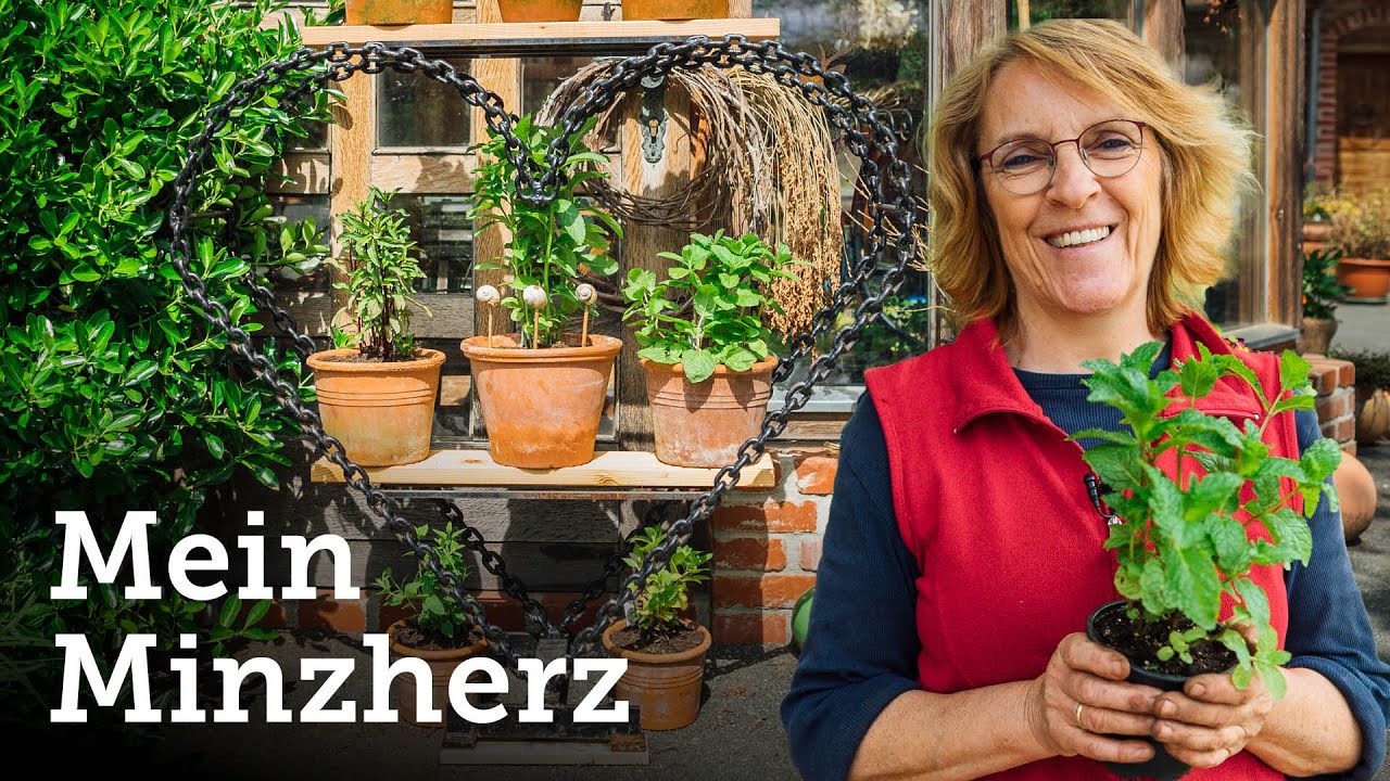 10 besonders aromatische Minzen in Topfkultur- einfach und pflegeleicht! 🌱