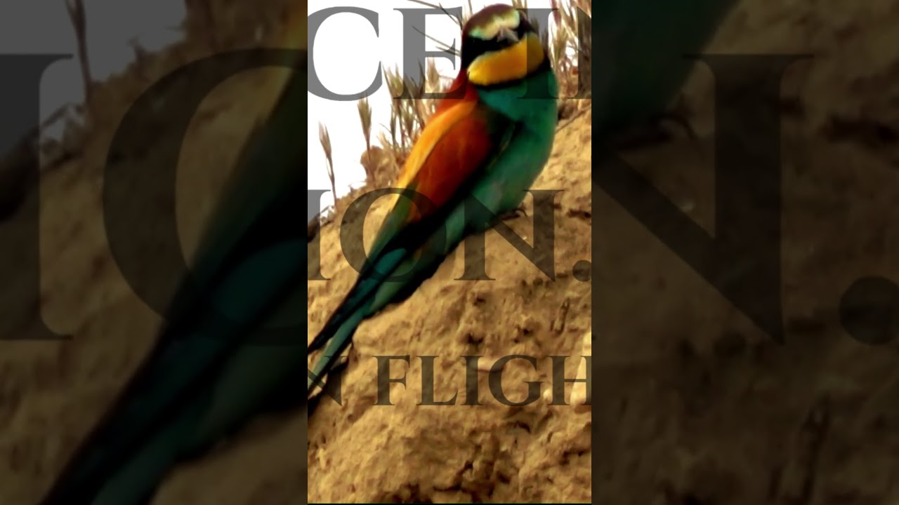 &ldquo;Bee-Eater: Rainbow Hunter of the Skies | Colorful Bird Documentary &ndash; Critter Chronicles&rdquo;