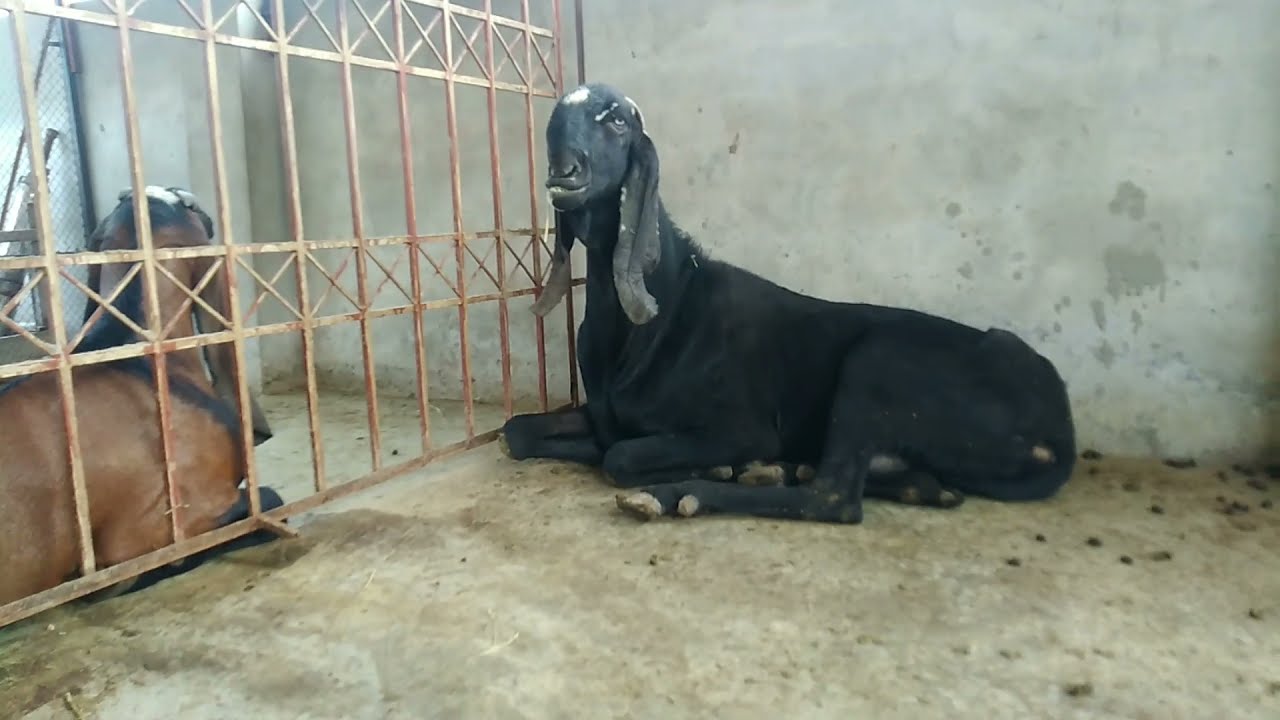 Pleuropneumonia (CCPP) Vaccine in Goats || Top Class Buck || Biggest Nagra Beteal Rajanpuri Bkra
