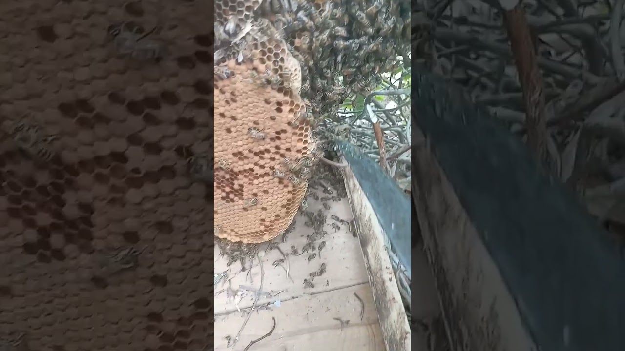 c&oacute;mo identifica realeras de enjambrazon en una colmena