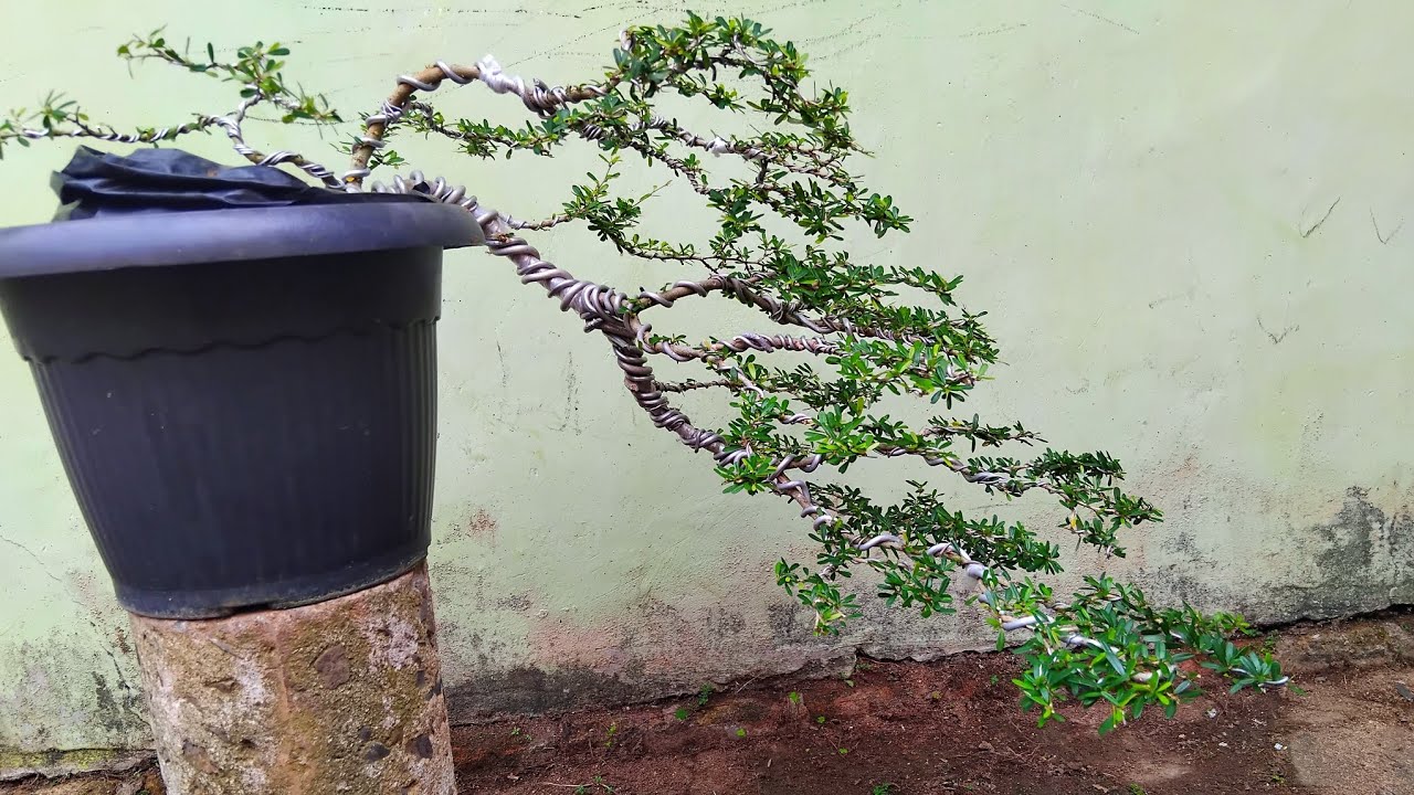 Bonsai Cascade (Kengai) – Gaya Menjuntai Paling Dramatis!