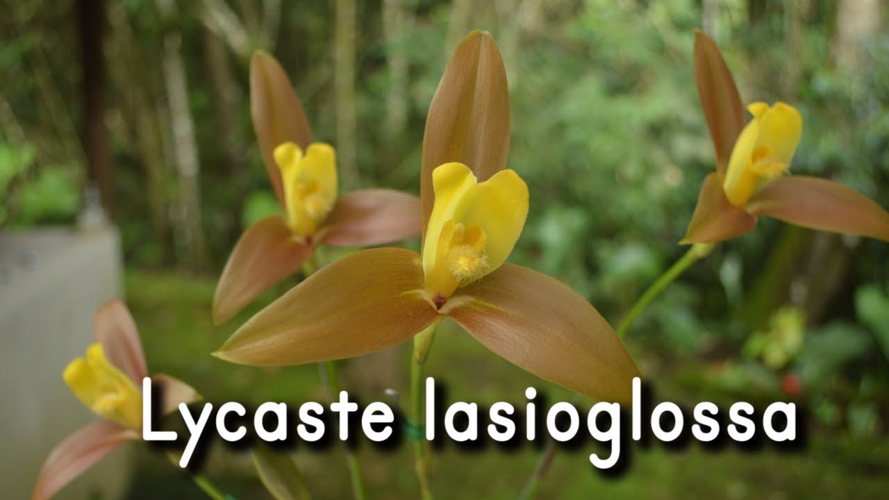 Orquídea Lycaste lasioglossa