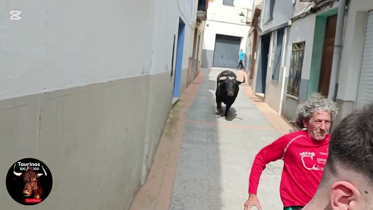 ARTANA ( CS ) 26-4-2025 TORO CERRIL DE MONTEVIEJO