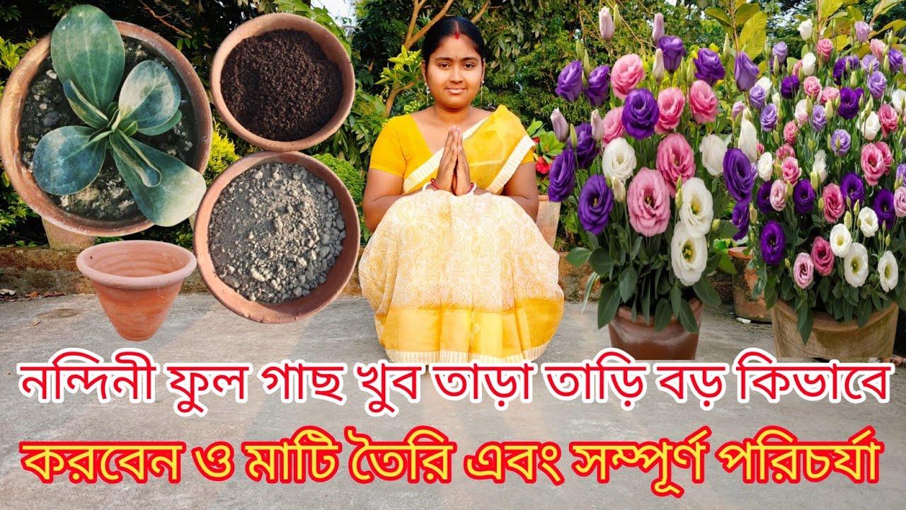 নন্দিনী ফুল গাছ খুব তাড়াতাড়ি বড় কিভাবে করবেন ও মাটি তৈরি এবং সম্পূর্ণ পরিচর্যা | Lisianthusplant
