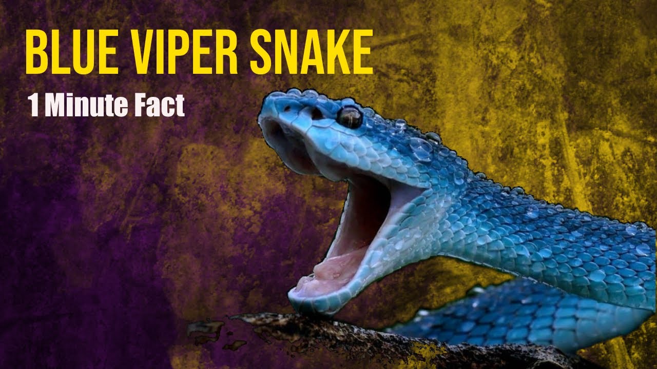 Blue Viper Snake