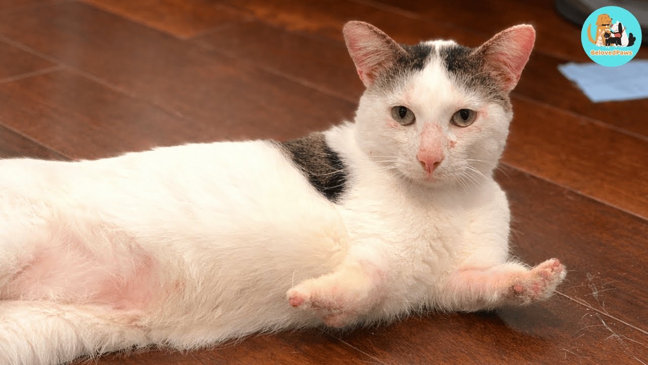 This Cat Lost Both Front Legs — and Time Was Running Out.
