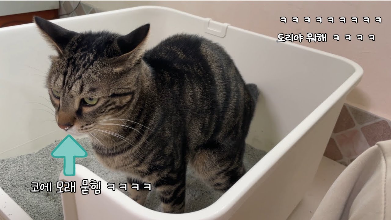 집사가 도리 화장실 청소하면 생기는 일 ㅋㅋㅋㅋ